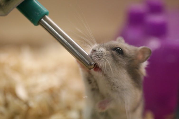 Mouse drinking from metal water tracer