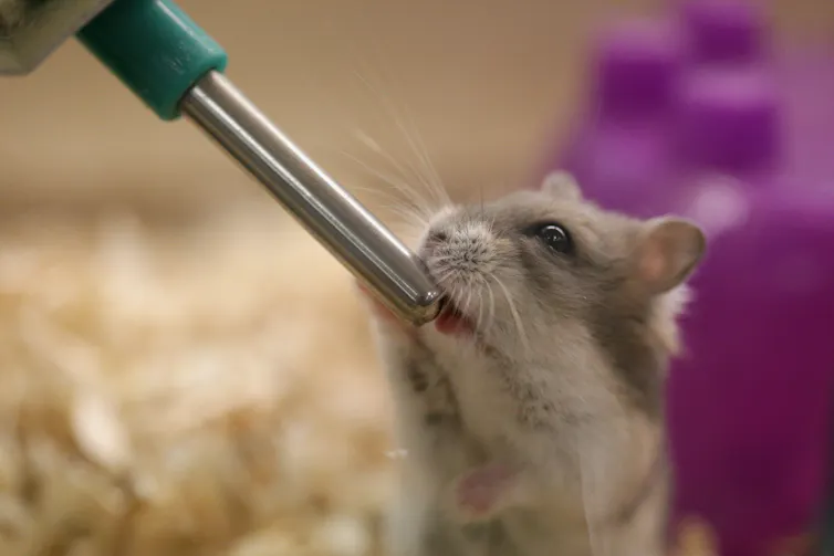 Mouse drinking from a metal water spout