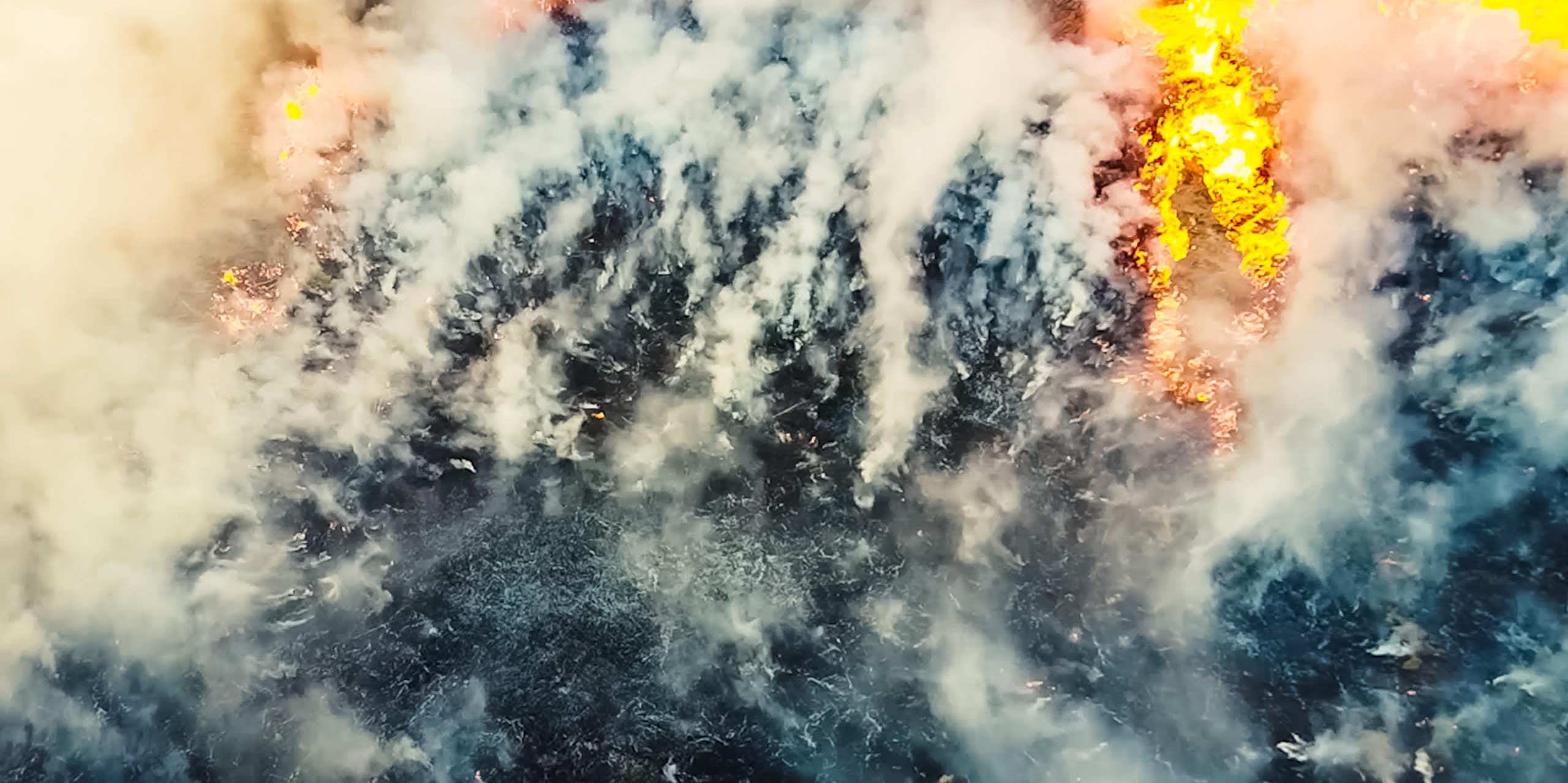 Nuevo estudio: la gravedad del fuego en un bosque afecta más a su recuperación que el clima tras el incendio