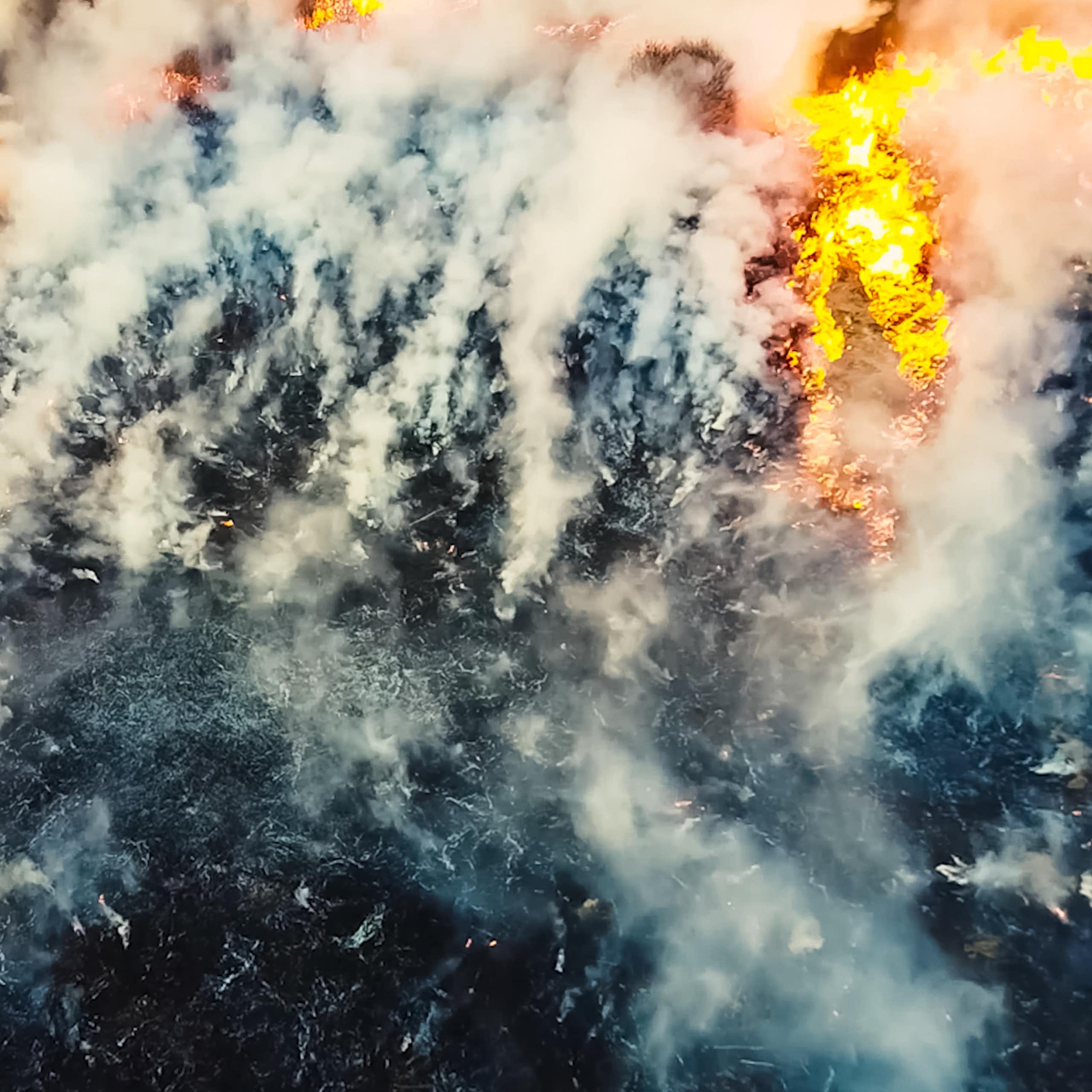 Nuevo estudio: la gravedad del fuego en un bosque afecta más a su recuperación que el clima tras el incendio