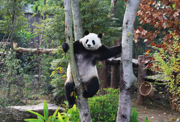 A black-and-white panda hangs on a tree.