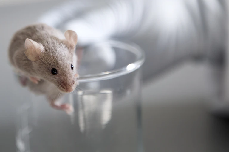 Mouse climbing out of glass flask held by gloved hand