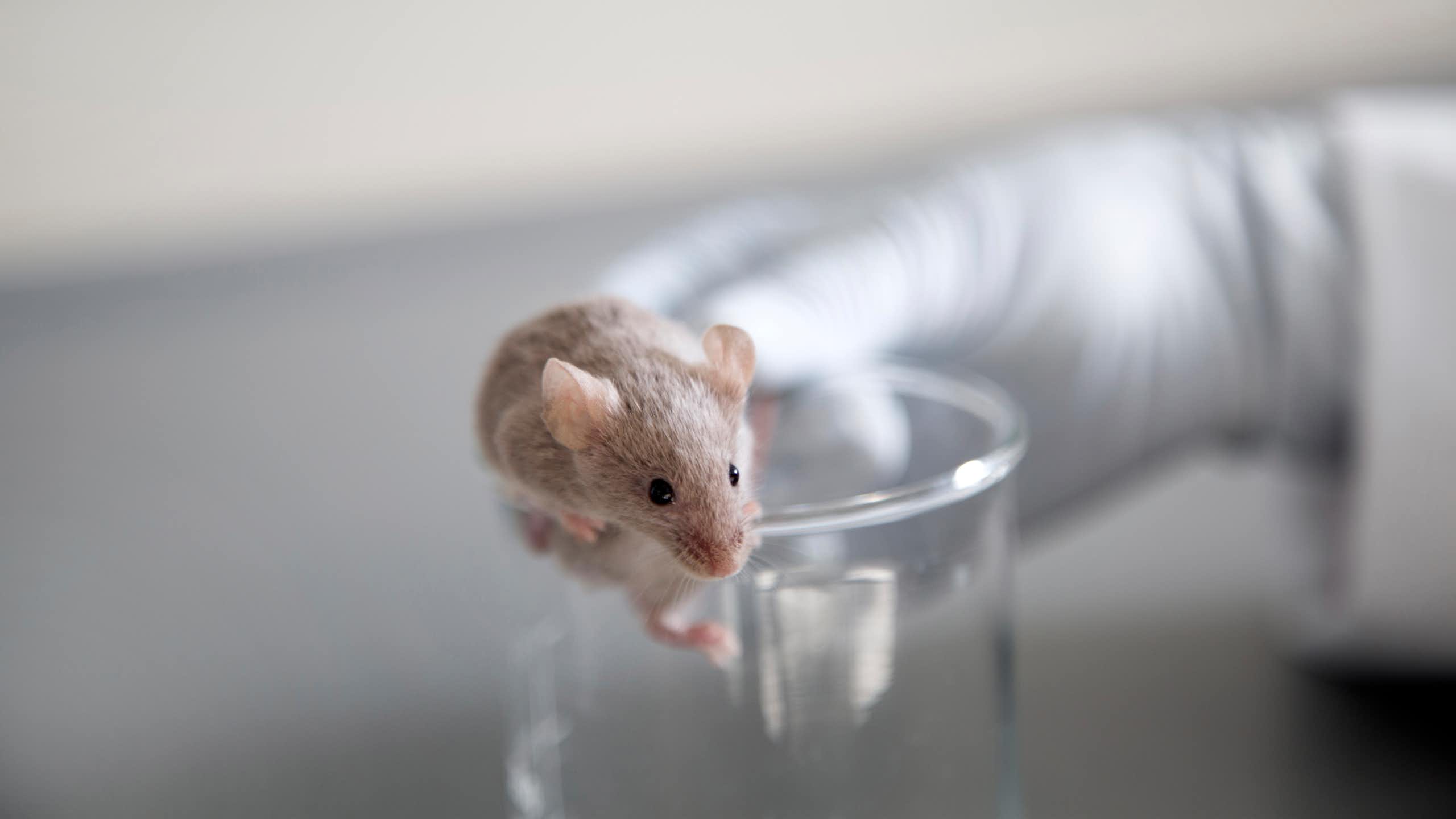 Mouse climbing out of glass flask held by gloved hand