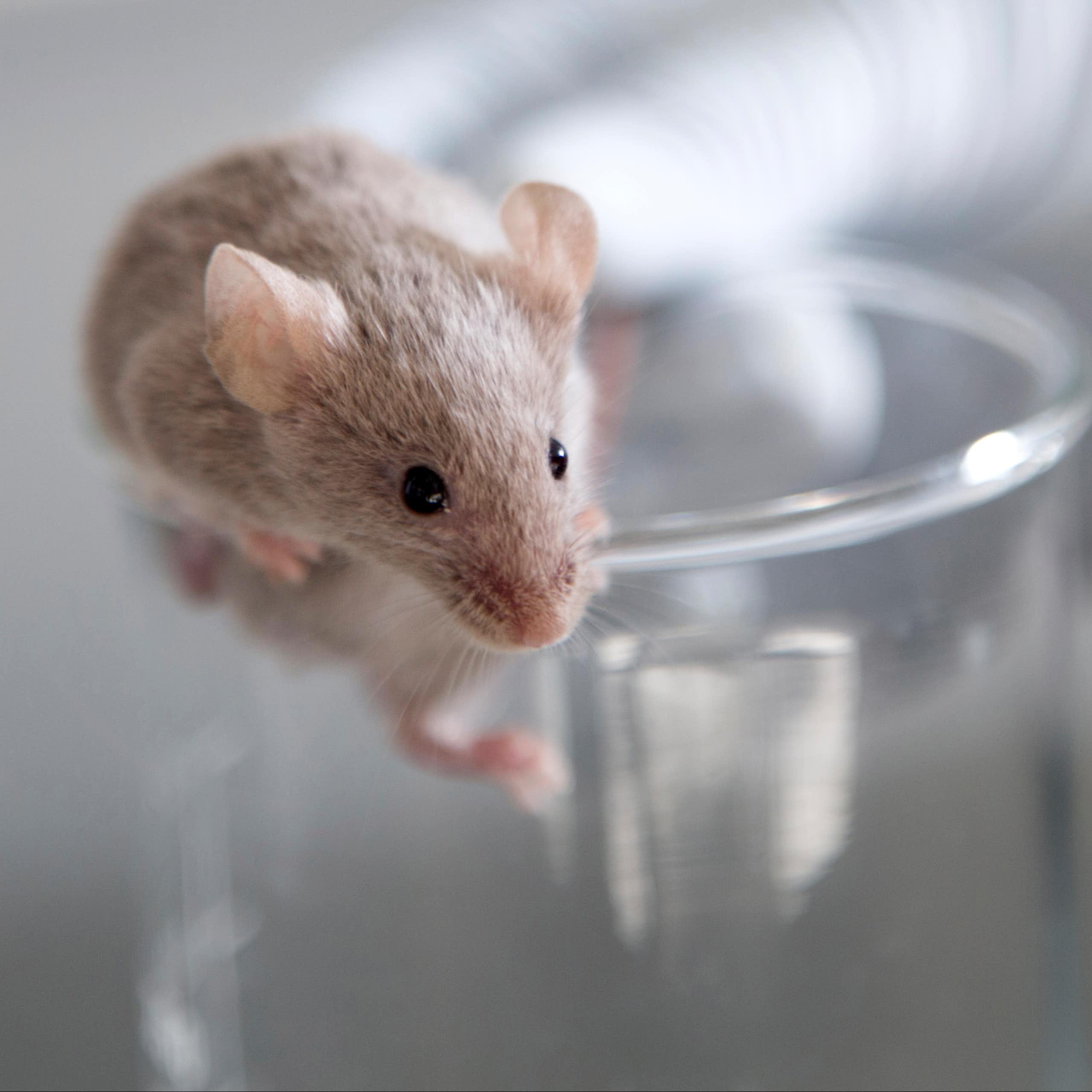 Mouse climbing out of glass flask held by gloved hand