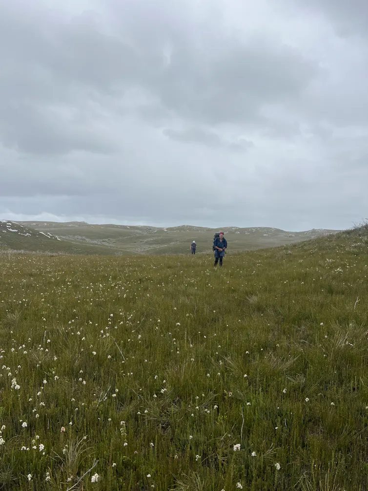 walkers in remote Tasmania on grassy plain.