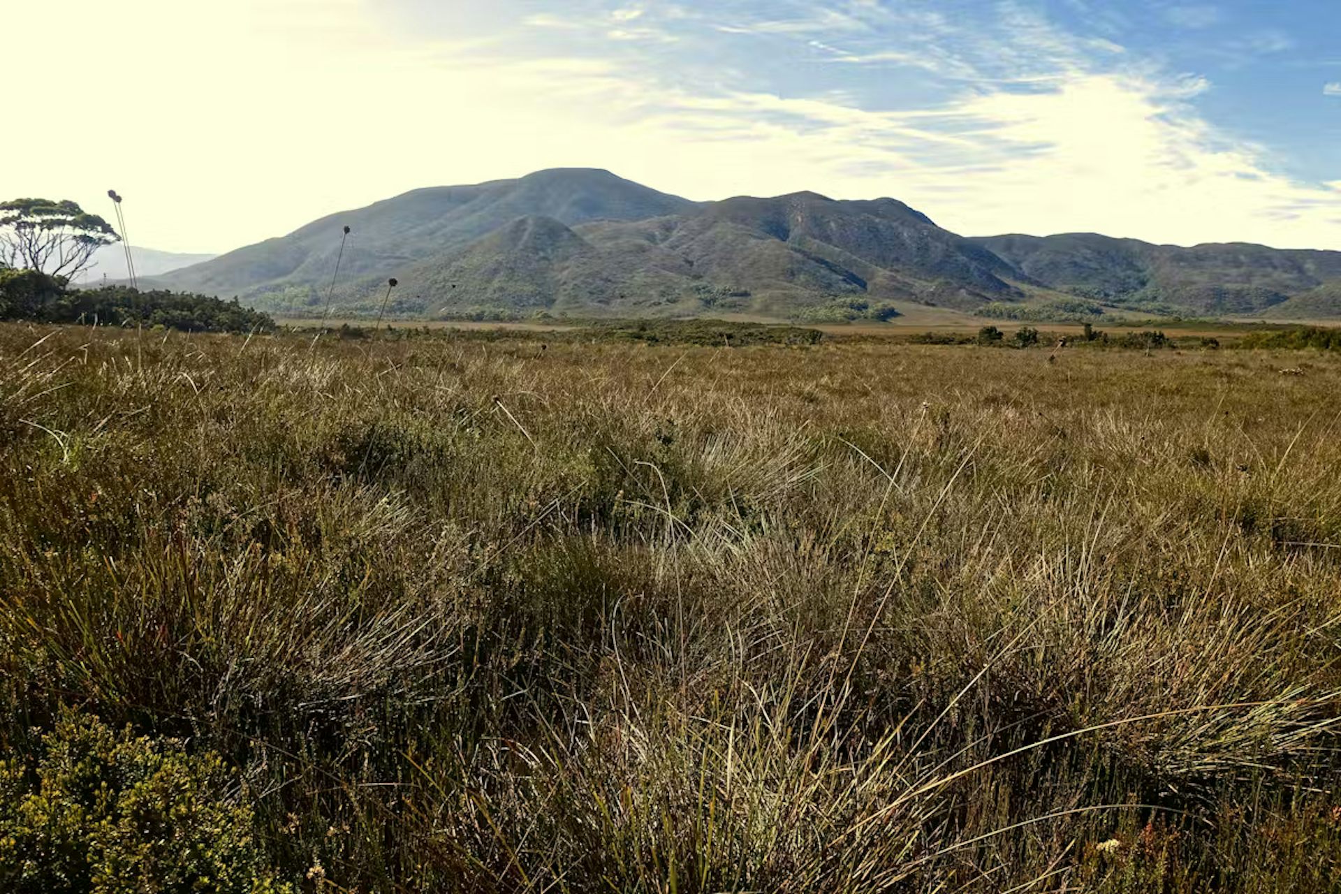 Hidden clues in colonial journals reveal why Tasmania’s remote west keeps burning