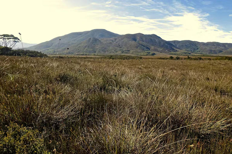 buttongrass plain, tasmania.