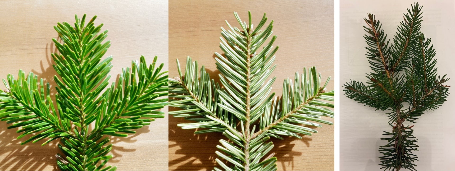 Rameau de sapin de Nordmann à gauche (face supérieure et inférieure), et d’épicéa sur la photo de droite