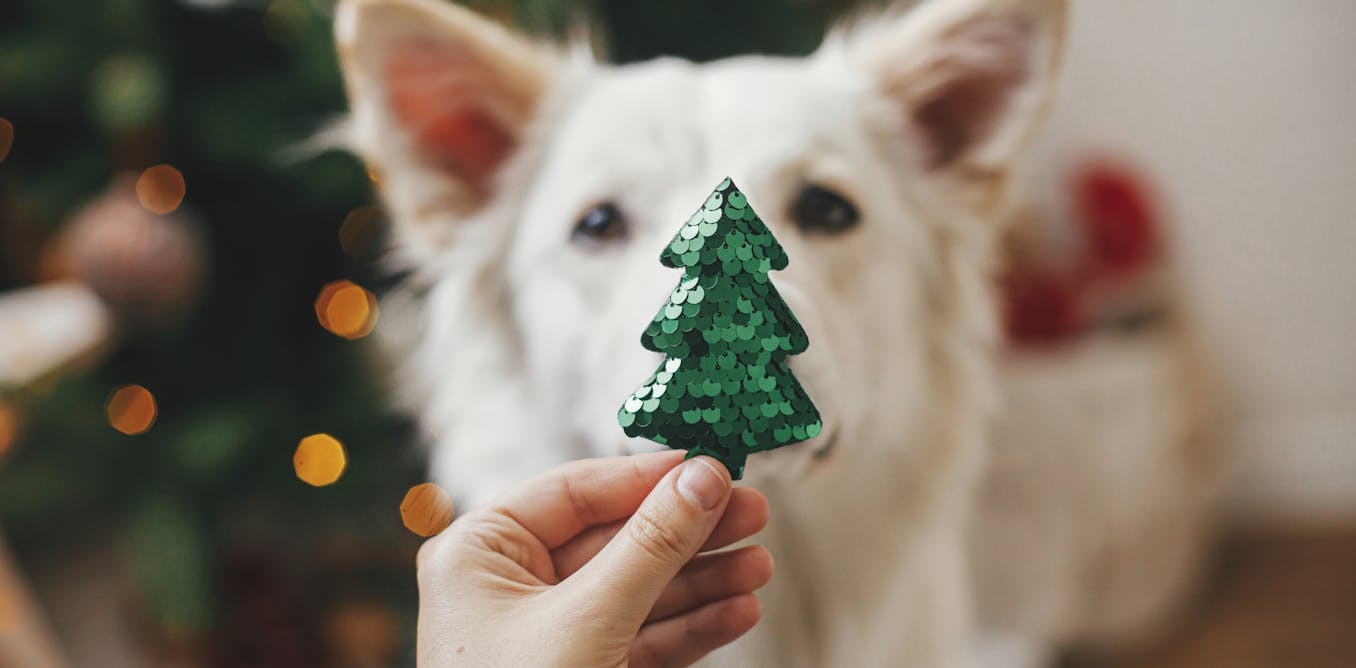 Why you should spend more time with a dog this Christmas Why you should spend more time with a dog this Christmas