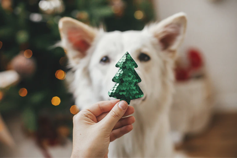 Sequin Christmas tree held in front of dog's face
