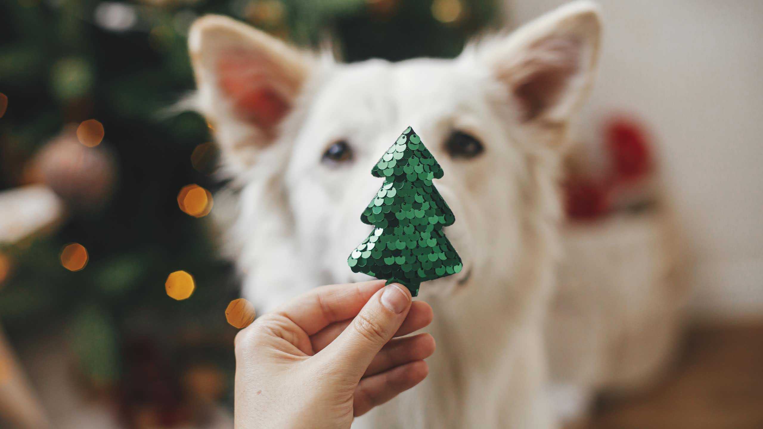 Sequin Christmas tree held in front of dog's face