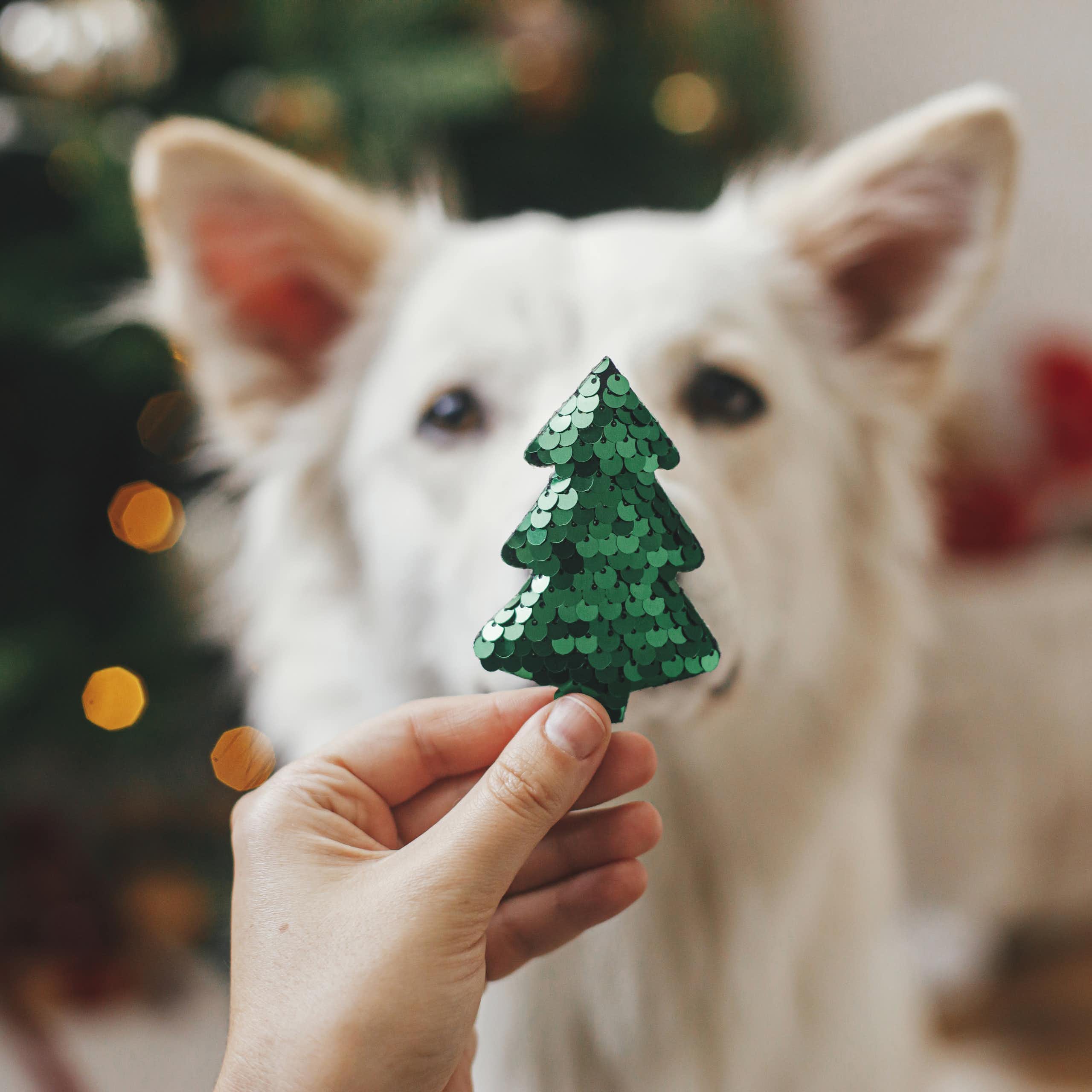 Sequin Christmas tree held in front of dog's face
