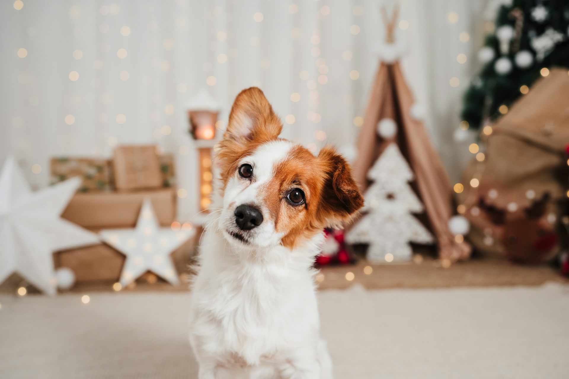 Small terrier dog in living room decorated for Christmas