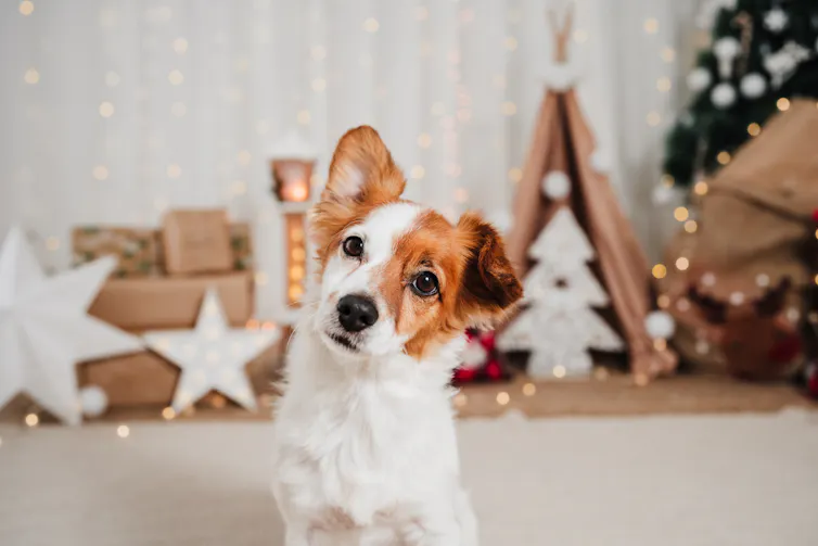 Small terrier dog in living room decorated for Christmas