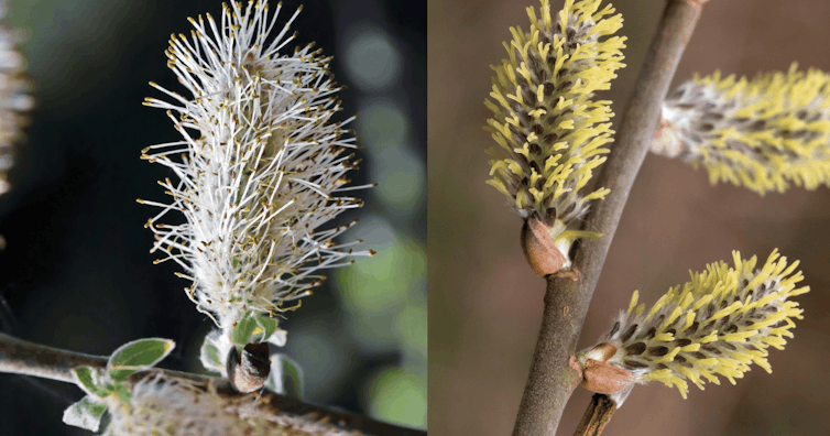 White willow catkin flower on the left and yellow ones on the right