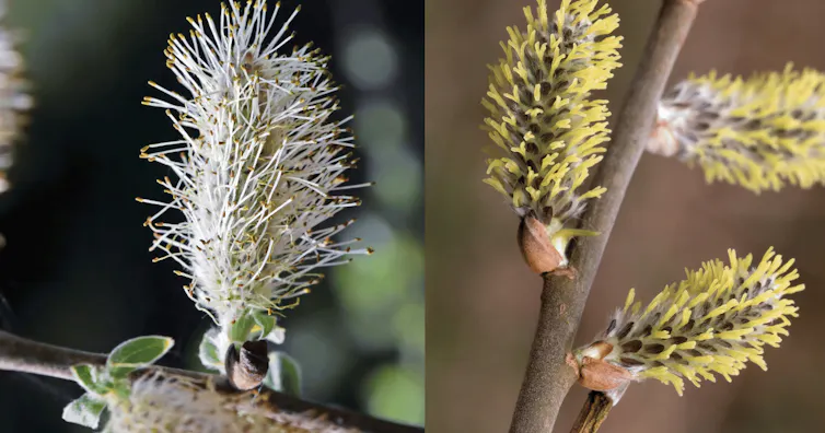 Flor de salgueiro branco à esquerda e amarela à direita