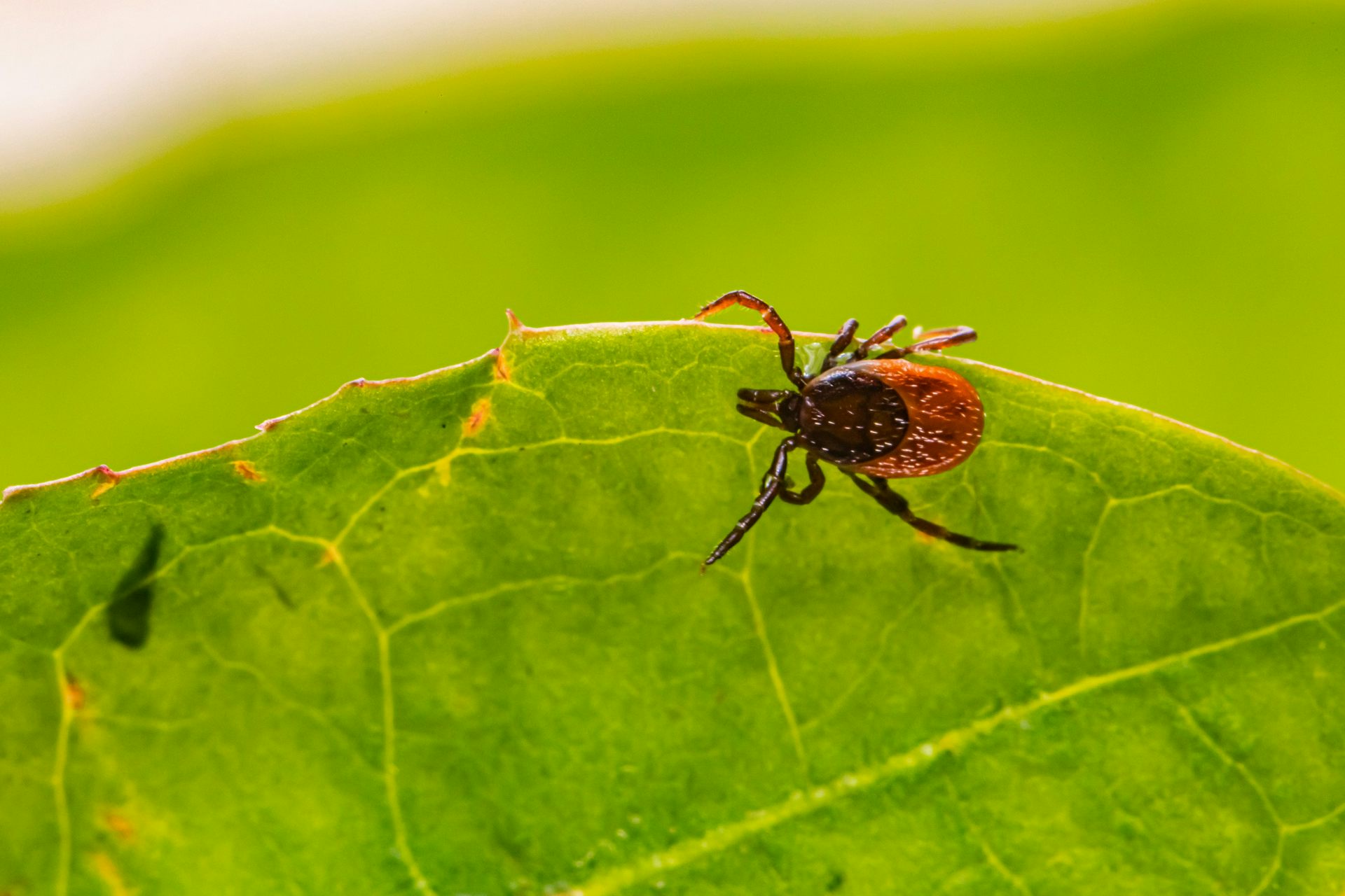 A deer tick on a green leaf.