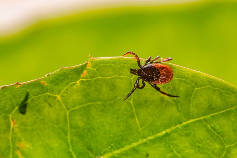 A deer tick on a green leaf.