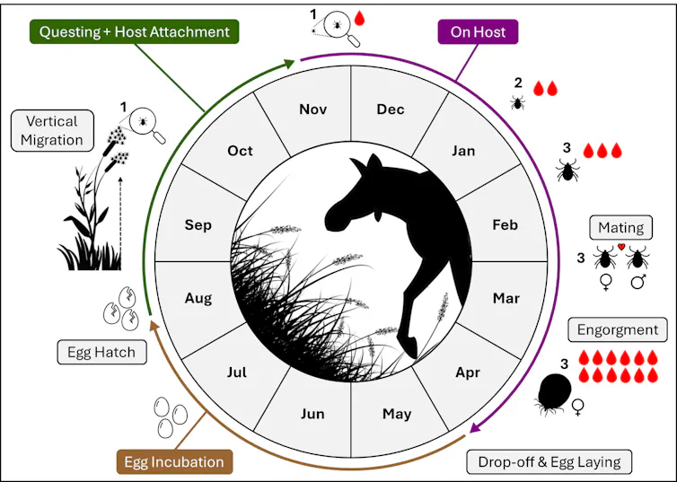 Schematic representation of the winter tick life cycle.