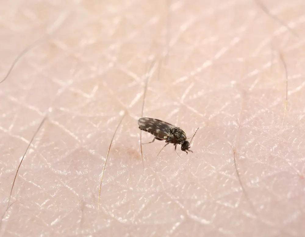 Biting Winged Insects Viral outbreaks are always on the horizon – here are the viruses an ...