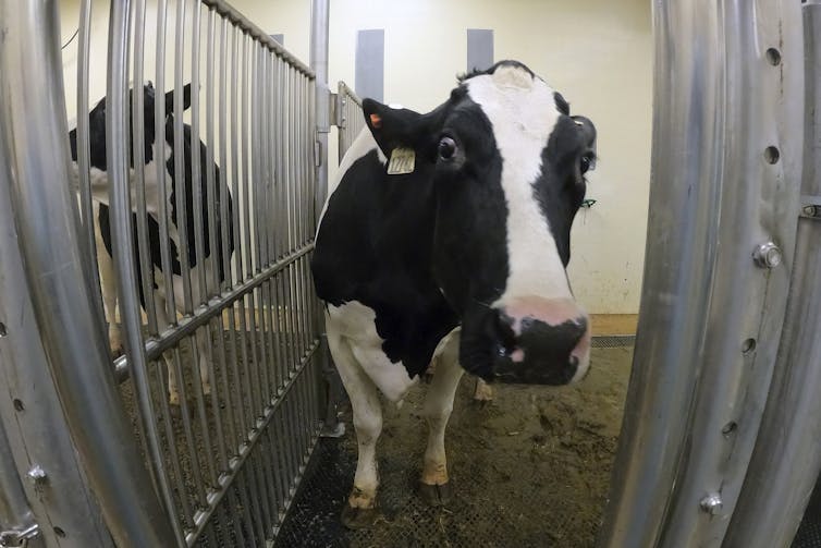 Cow standing in a pen, looking into camera