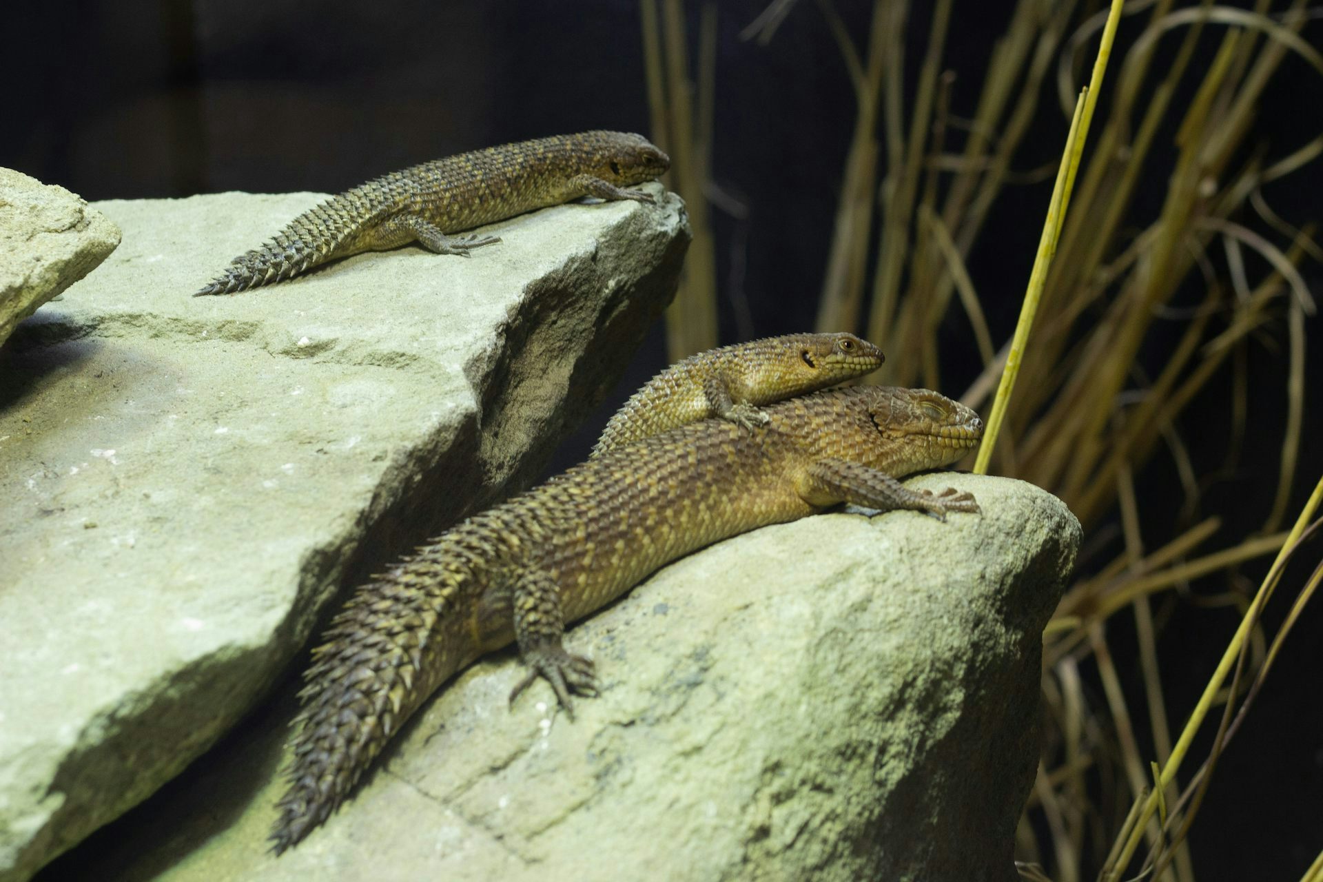 Tiga reptil berjemur di atas dua batu.