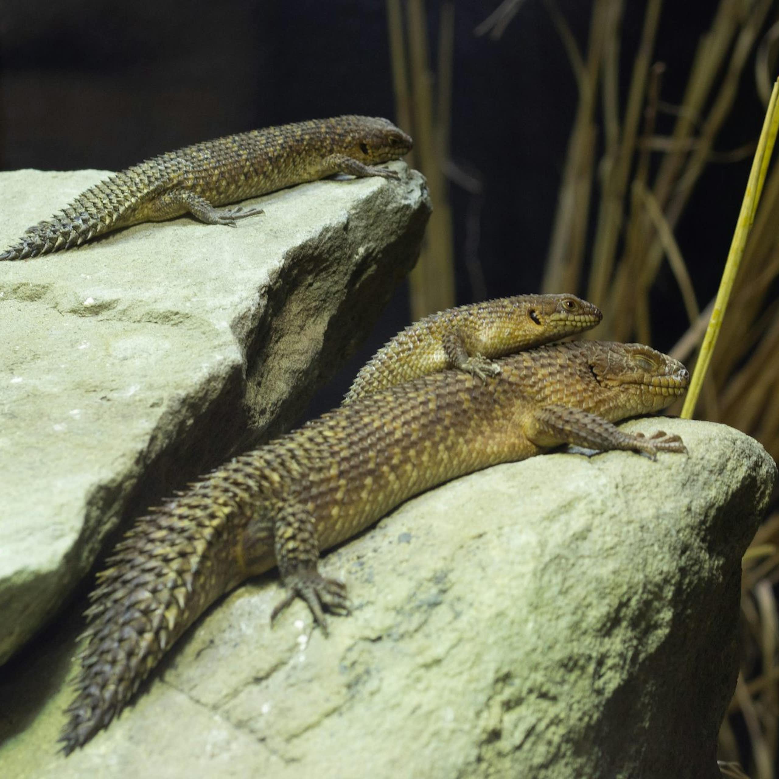 Tiga reptil berjemur di atas dua batu.