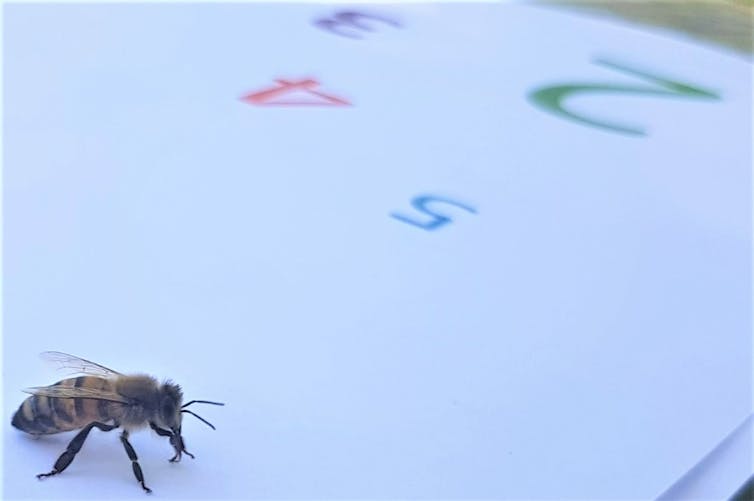 A honeybee stands in front of coloured Arabic numerals including 2, 3, 2, 4.