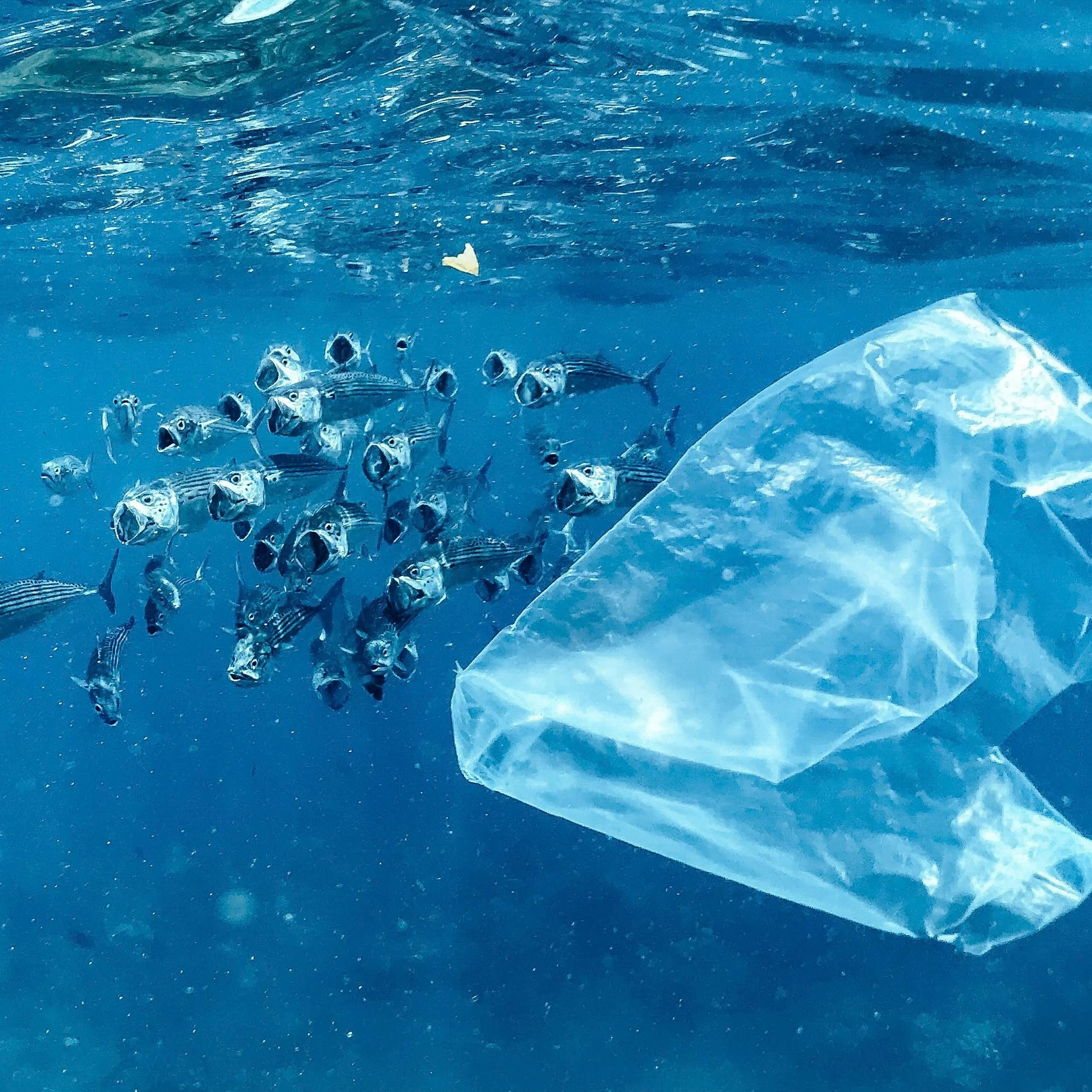 Bacterias golosas, sal y bambú: prometedoras soluciones al problema de los plásticos