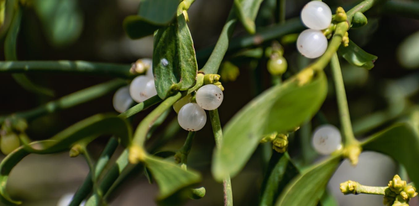 Why mistletoe is thriving, even as its traditional orchards are lost Why mistletoe is thriving, even as its traditional orchards are lost
