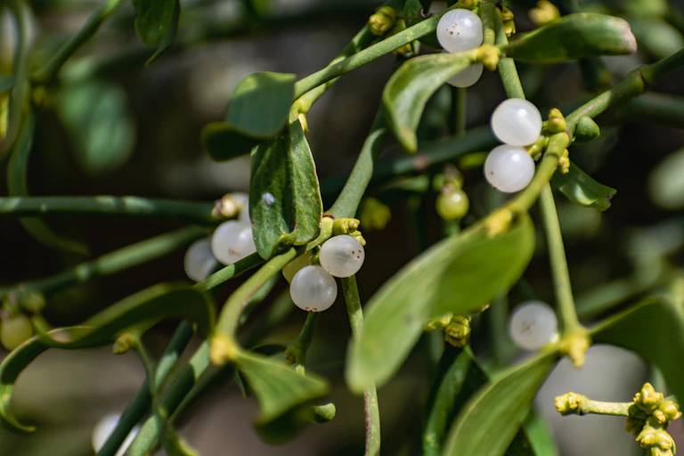 Mistletoe close up