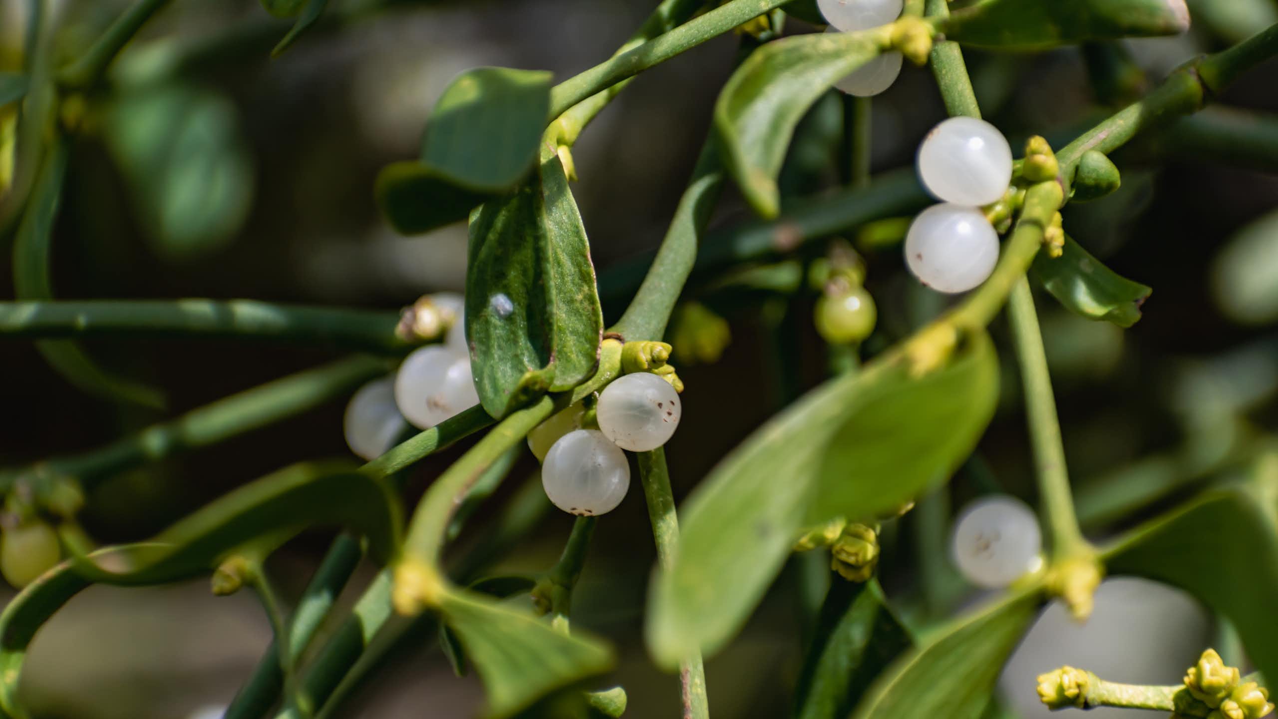 Mistletoe close up