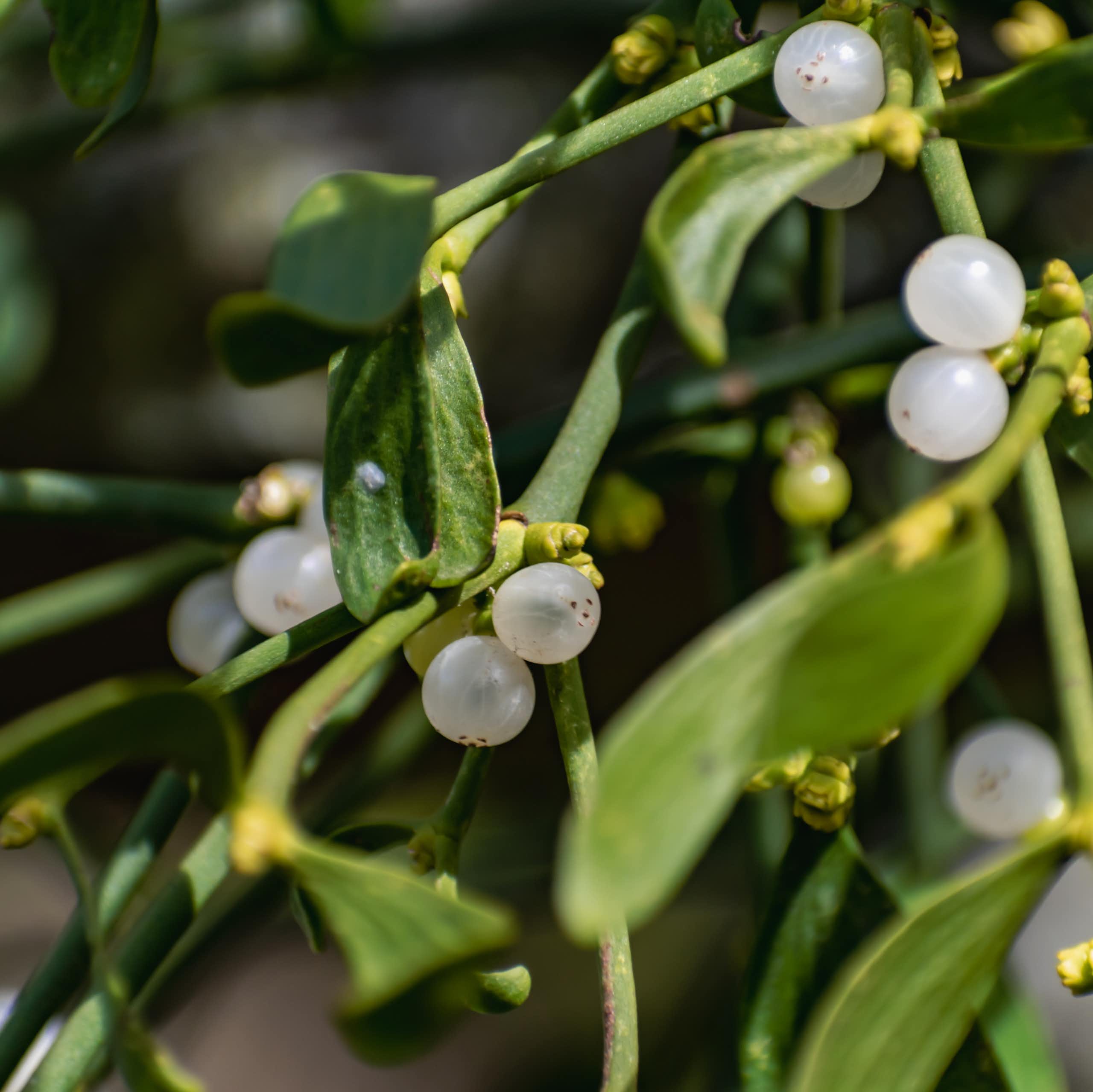 Mistletoe close up