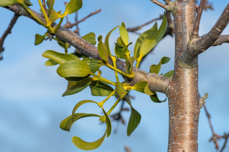 Leaves growing on branches