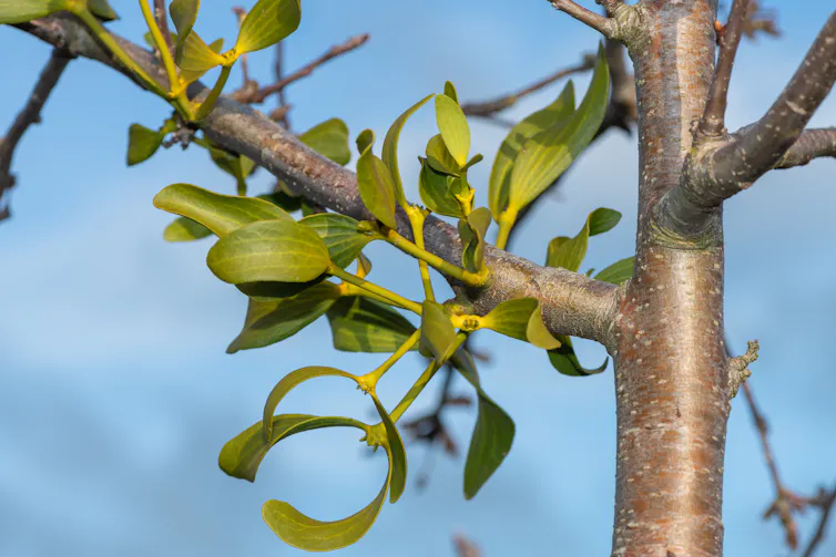 Leaves growing on branches