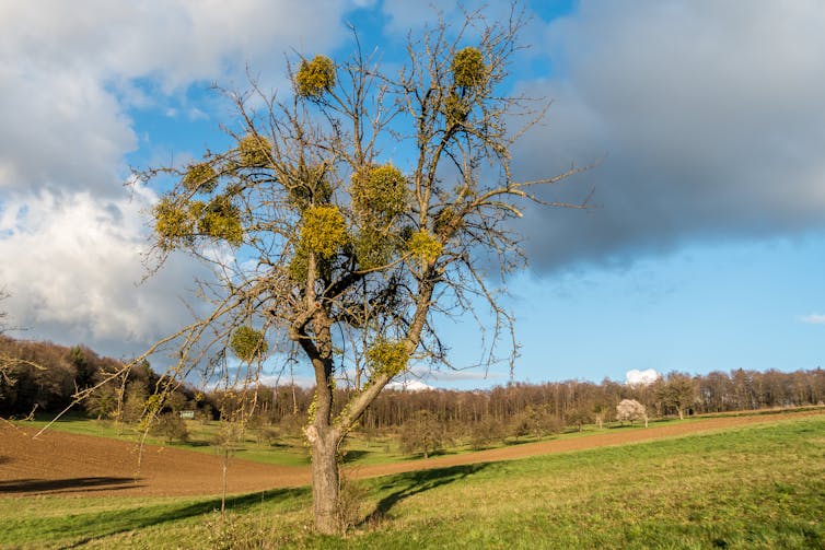 Why mistletoe is flourishing, whilst its conventional orchards are misplaced 1 Fruit tree in winter with mistletoe