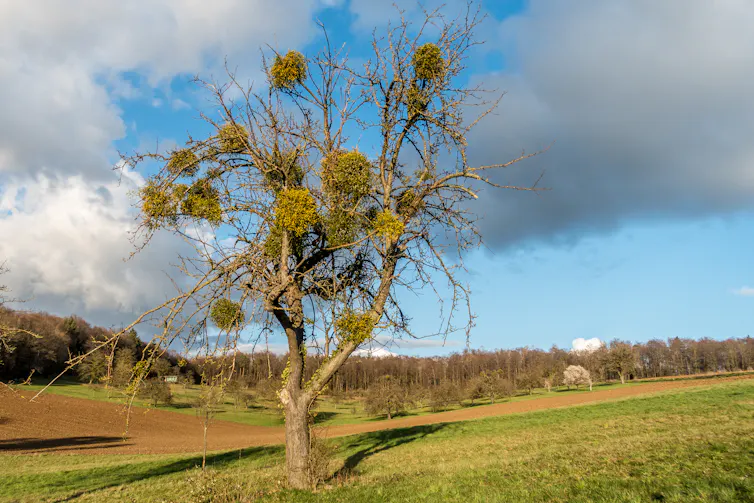 Fruit tree in winter with mistletoe