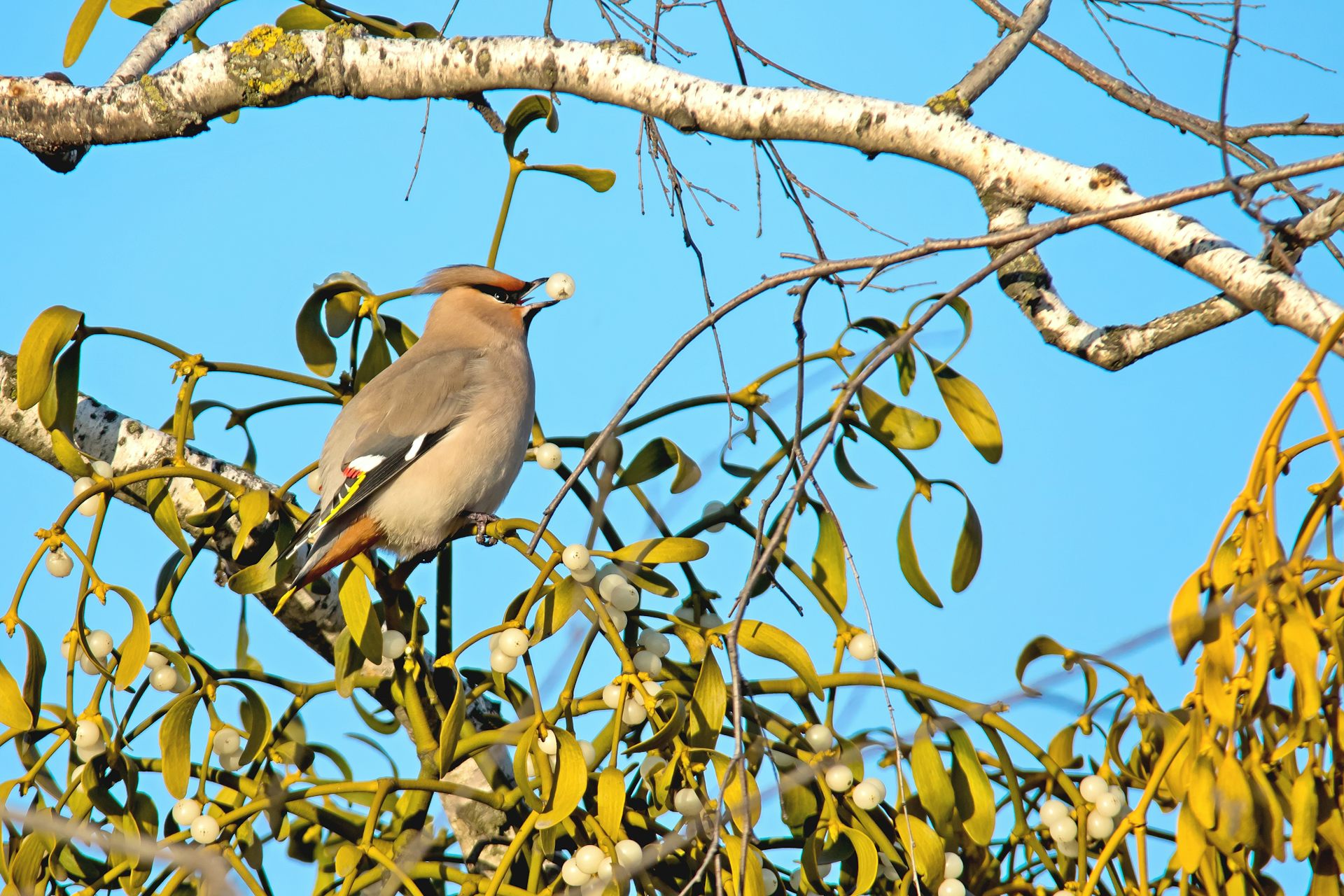 Bird eats berry