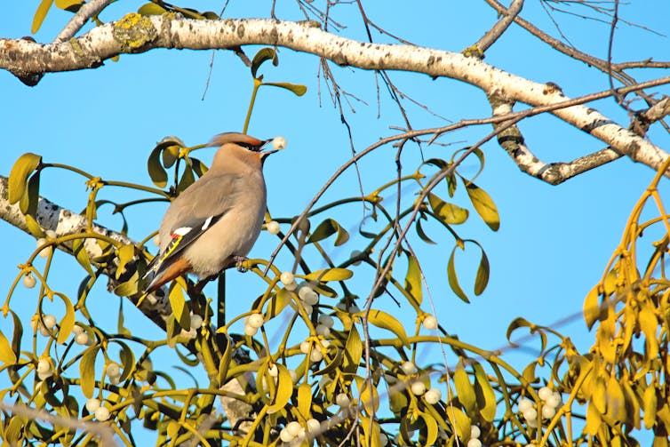 Why mistletoe is flourishing, whilst its conventional orchards are misplaced 2 Bird eats berry