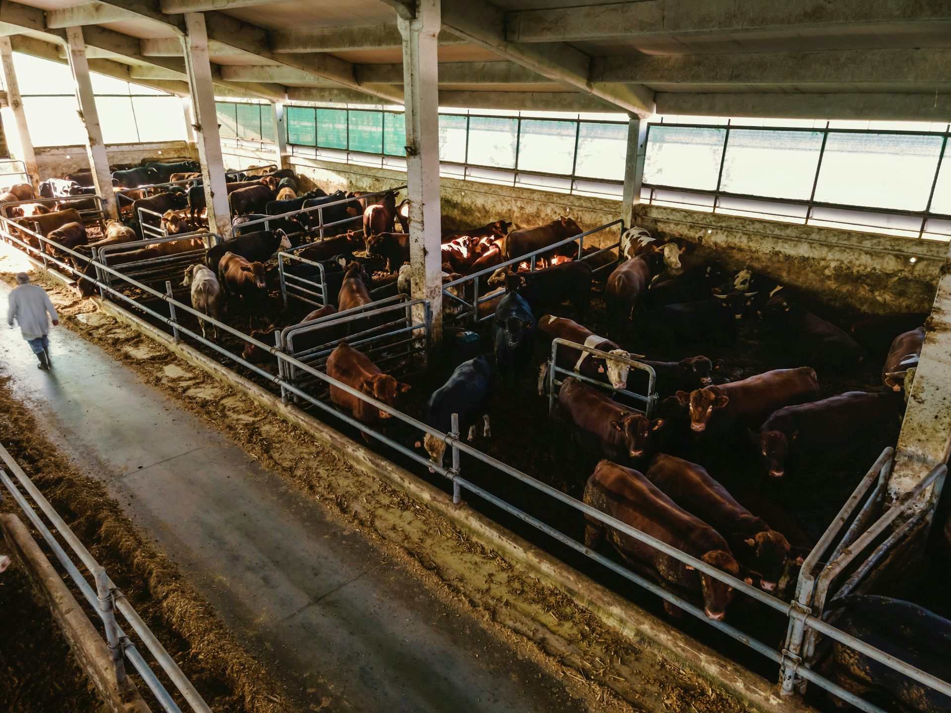 Des vaches dans une ferme