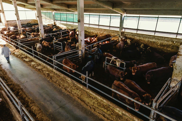 Des vaches dans une ferme