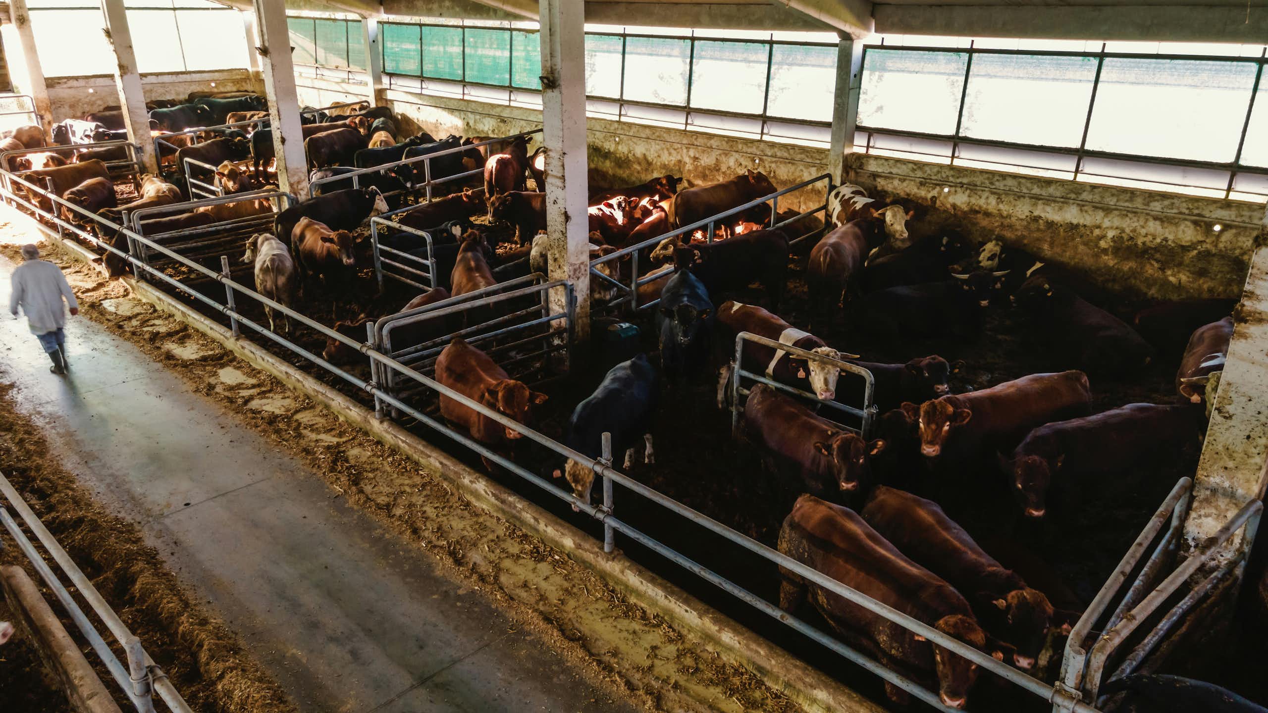 Des vaches dans une ferme