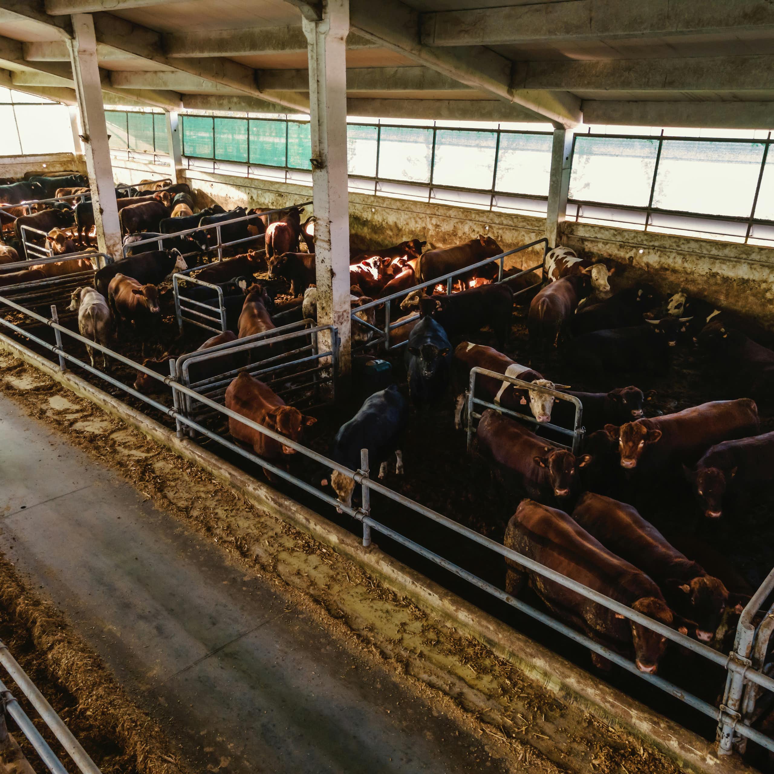 Des vaches dans une ferme