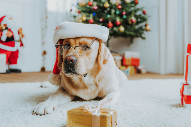 Un chien derrière un cadeau de Noël