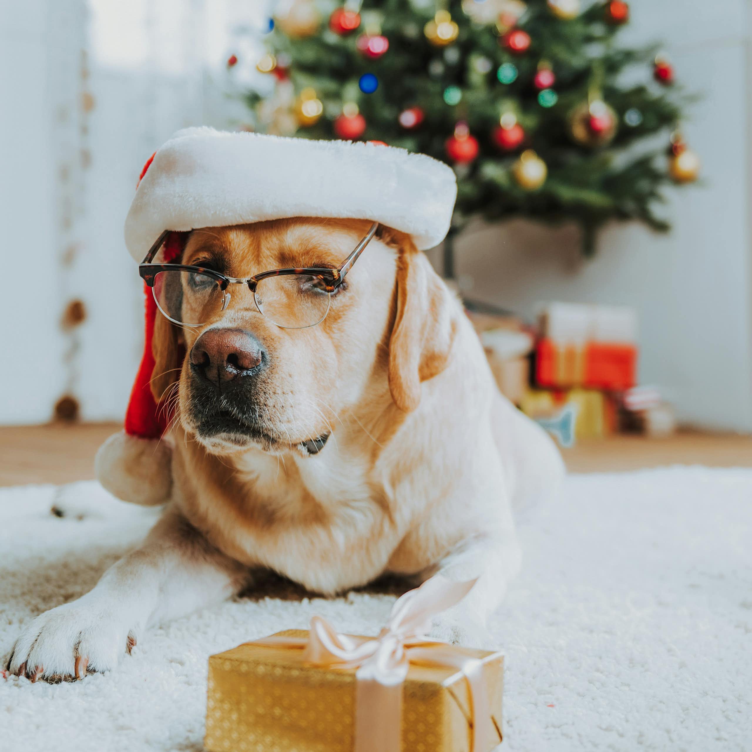 Un chien derrière un cadeau de Noël