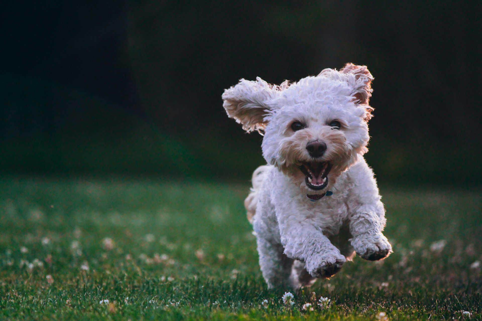Un chien court sur la pelouse