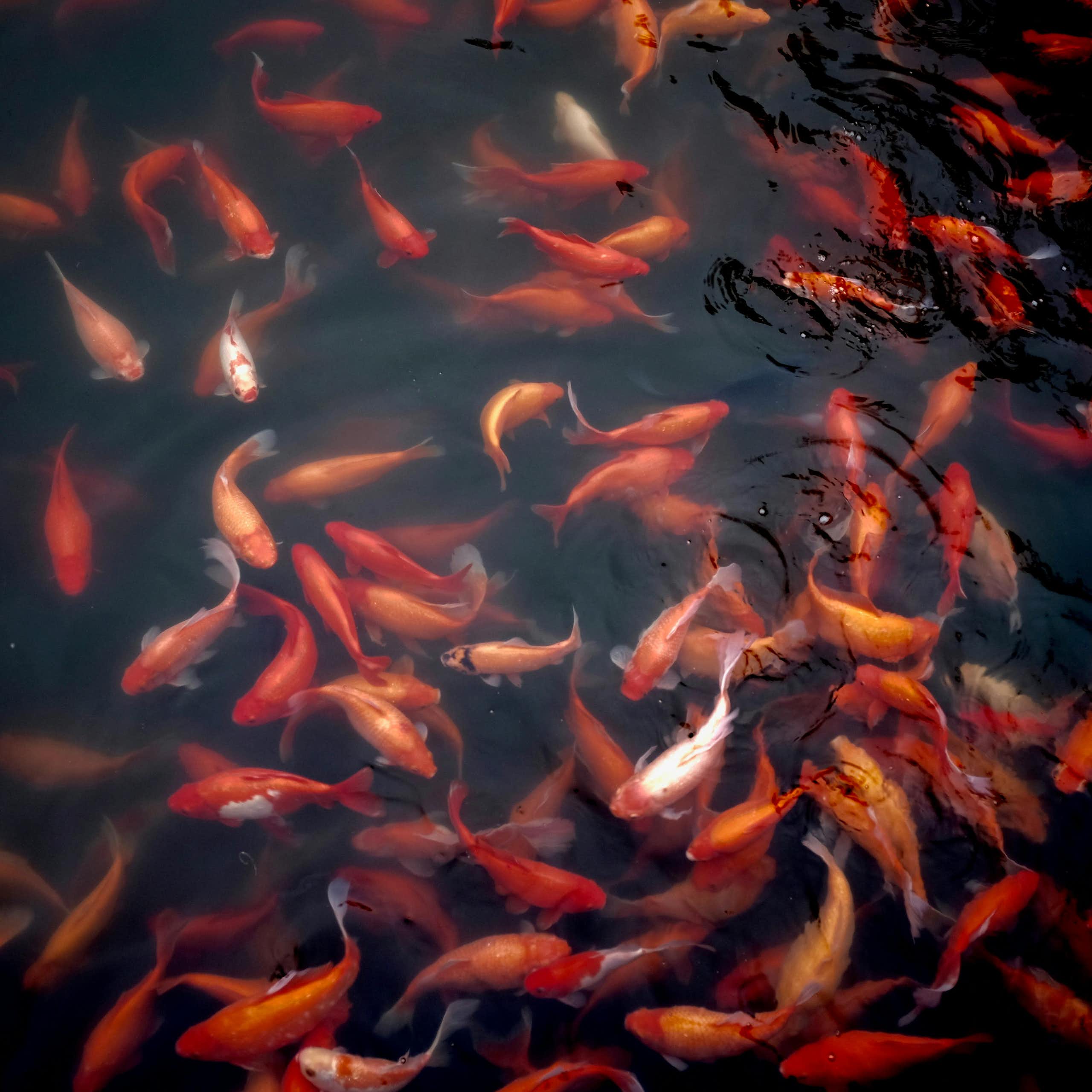 Timides, audacieux, anxieux… les poissons, aussi, ont une personnalité