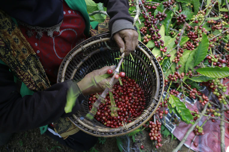 Meski jadi salah satu eksportir kopi terbesar dunia, petani Indonesia masih memanen kopi secara tradisional