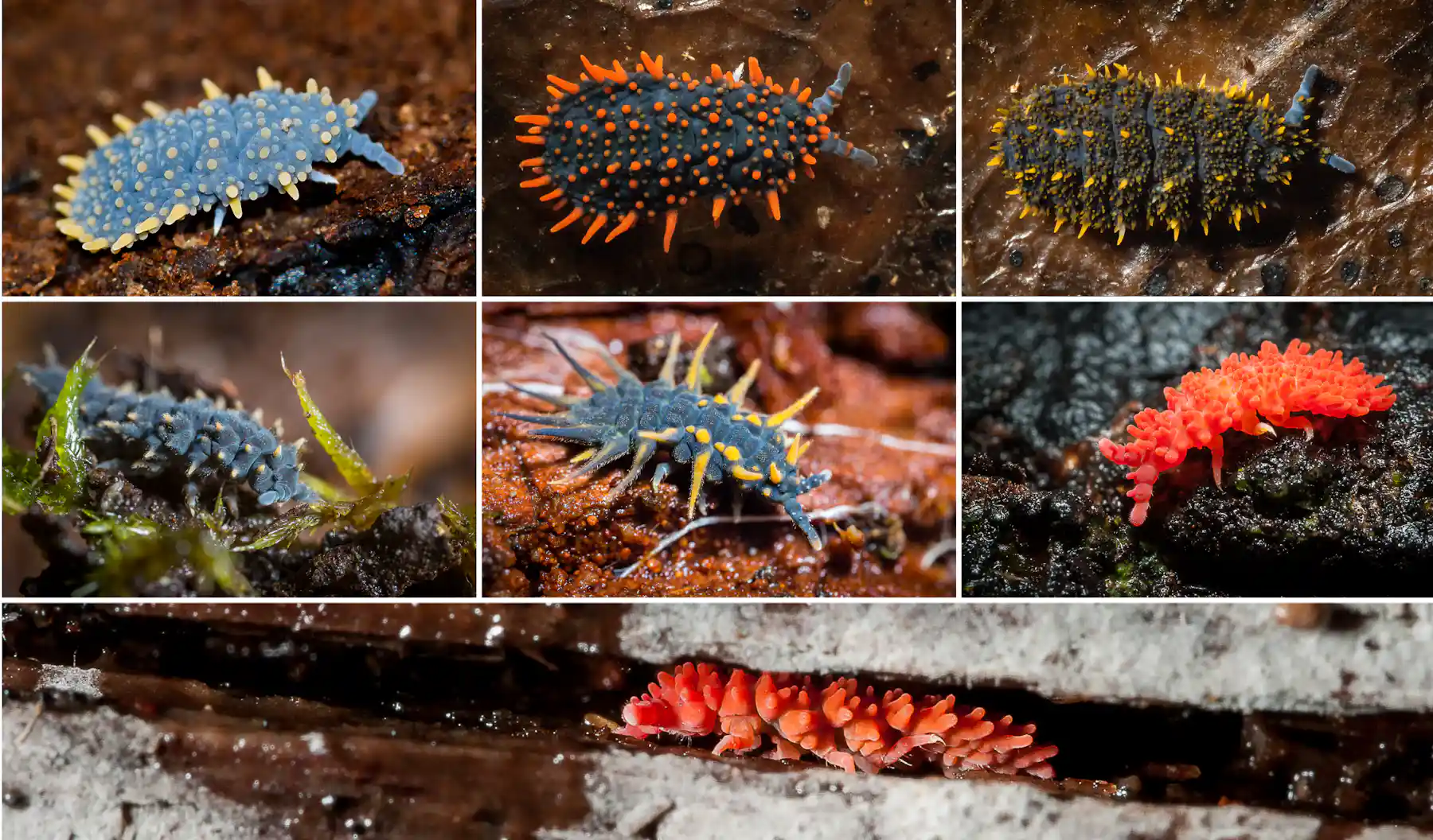 Meet the springtails: little-known fantastic beasts that live ...