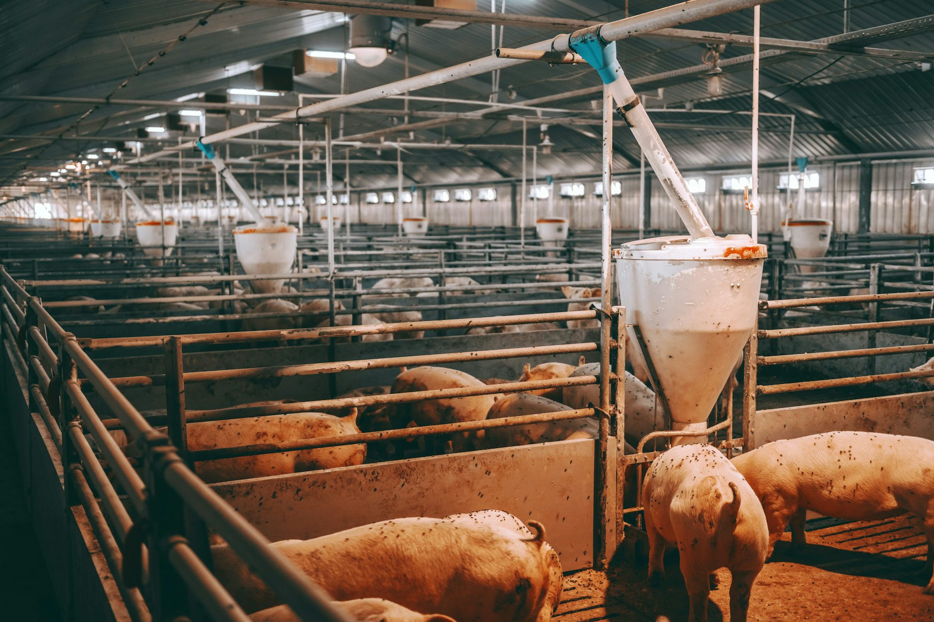 Sows on a farm
